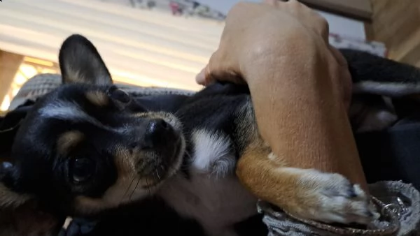 vendo, con urgenza, un cucciolo chihuahua toy | Foto 1