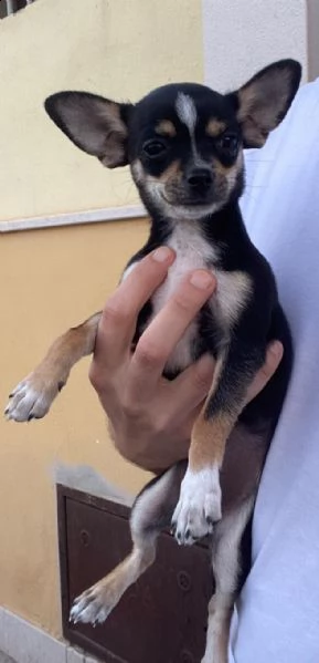 vendo, con urgenza, un cucciolo chihuahua toy | Foto 0