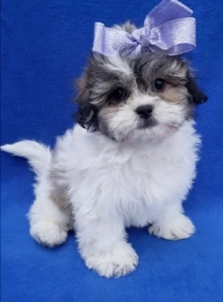 regalo bellissimi cuccioli allevati shih-tzu, colore bianco e nero. due e una feminuccia maschietti.