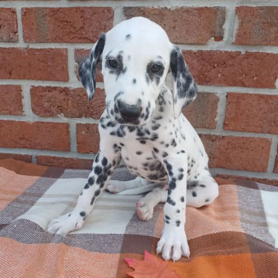 regalo abbiamo cuccioli di dalmata