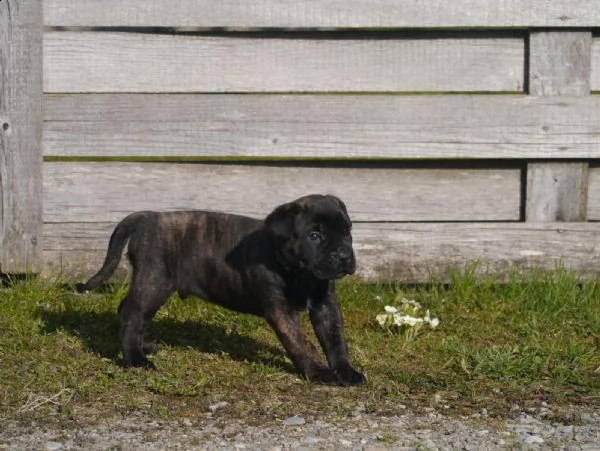 cuccioli di cane corso addestrati | Foto 6