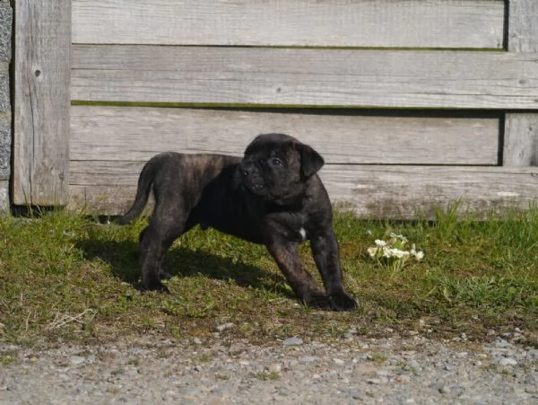 cuccioli di cane corso addestrati | Foto 5