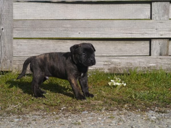 cuccioli di cane corso addestrati | Foto 4