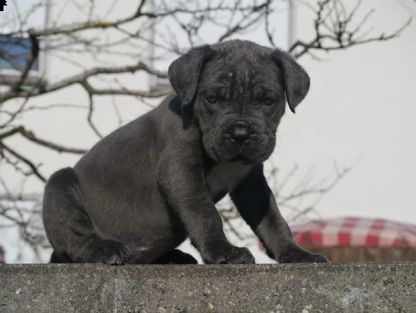 cuccioli di cane corso addestrati | Foto 3