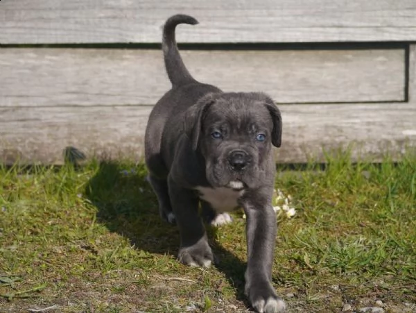 cuccioli di cane corso addestrati | Foto 2