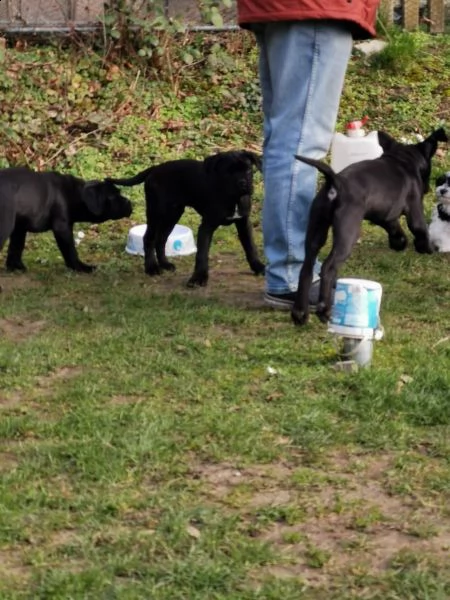 cuccioli di cane corso addestrati | Foto 1