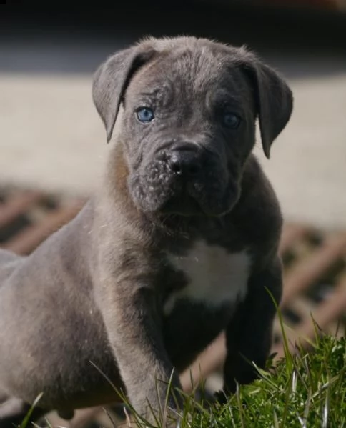 cuccioli di cane corso addestrati | Foto 0