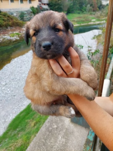 cucciolo maschio pastore del lagorai