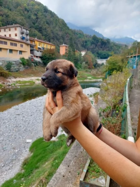 cucciolo maschio pastore del lagorai | Foto 1