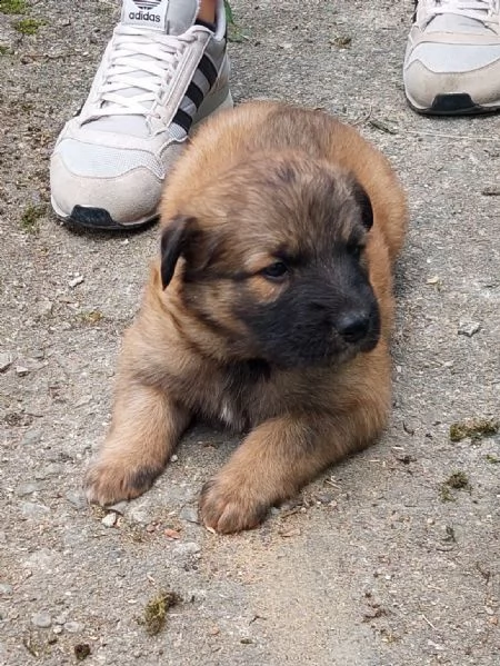 cucciolo maschio pastore del lagorai | Foto 0