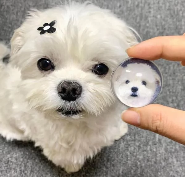 cuccioli maltesi maschi e femmine sani, pronti per l'adozione cuccioli maltesi maschi e femmine sani