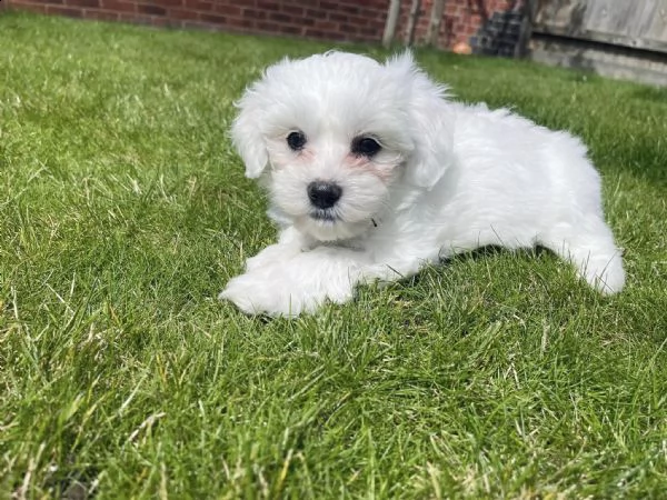 cuccioli maltese toy dai 3 ai 4 mesi 