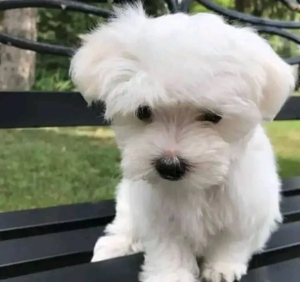 cuccioli maltesi maschio e femmina