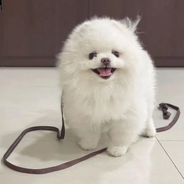 simpatici cuccioli di pomerania (+393512351560) 