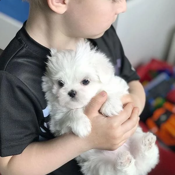 due simpatici cuccioli di maltese (+393512351560)