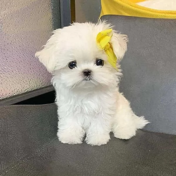 cuccioli maltesi maschio e femmina