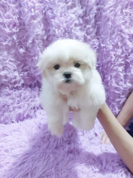 cuccioli maltese toy dai 3 ai 4 mesi !!