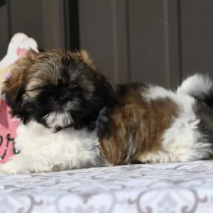   regalo shih-tzu  toy | Foto 0