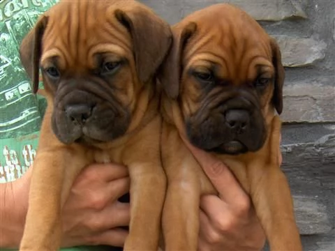 vendita cuccioli di bullmastiff