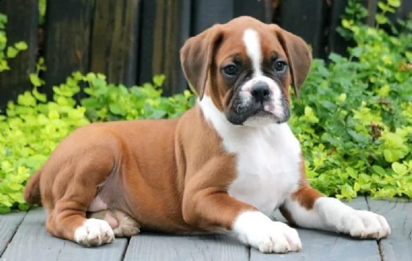 cuccioli di boxer in adozione