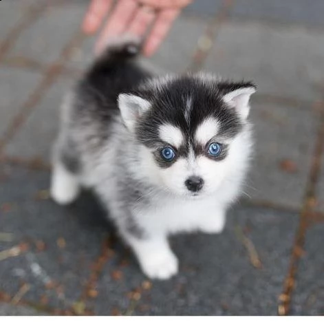 cuccioli di husky siberiano disponibili per la vendita