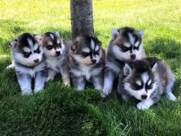 regalo cuccioli di husky siberiano  maschi e femmina.  