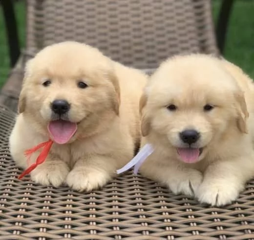 regalo golden retriever cuccioli per l'adozione