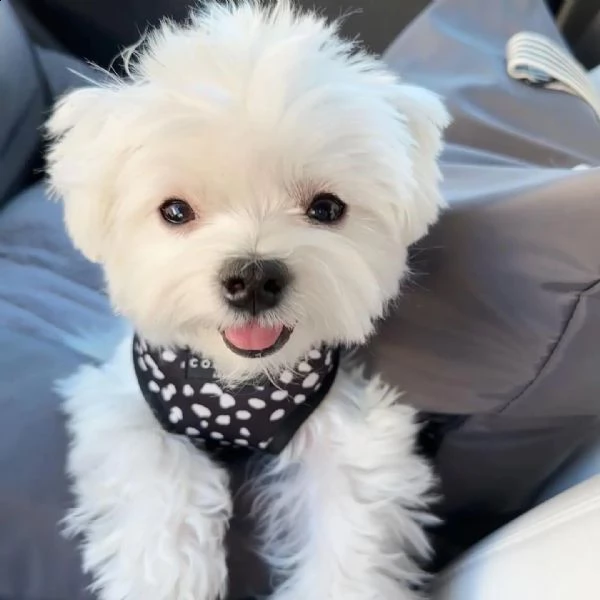 cuccioli maltesi dolci e giocosi da adottare urgentemente maltese dolce e giocherellone per adozione | Foto 0