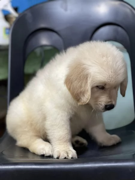 cuccioli di golden retriever bianchi | Foto 0