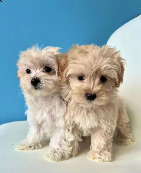 cuccioli di maltipoo in adozione