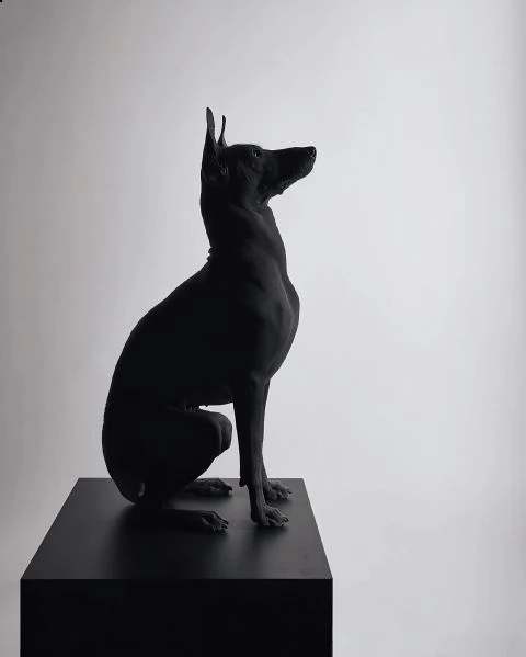 xoloitzcuintle | Foto 4