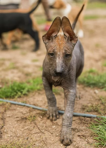 xoloitzcuintle | Foto 3