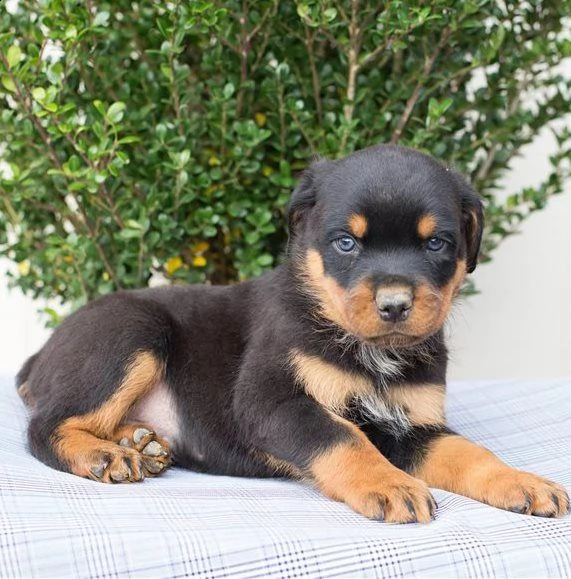 cuccioli di rottweiler pronti adesso