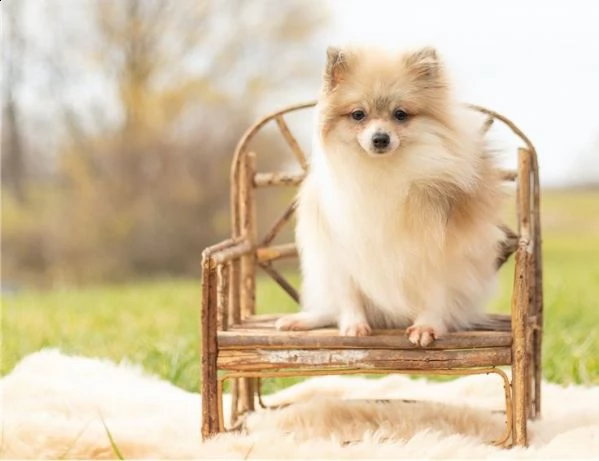 cuccioli di pomerania in vendita