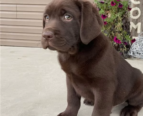 cuccioli di labrador retriever