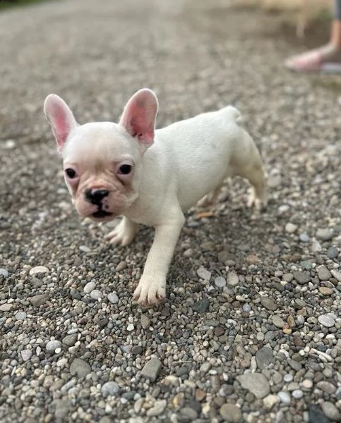 bulldog francese cuccioli | Foto 4