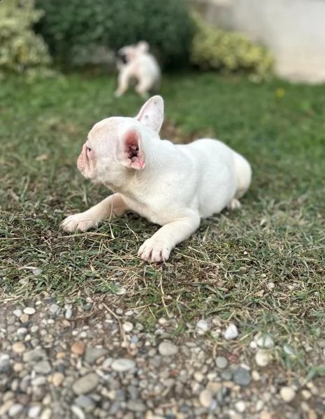 bulldog francese cuccioli | Foto 3