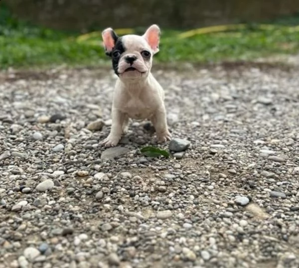 bulldog francese cuccioli | Foto 1