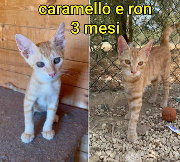 Salvate un gattino! NON IGNORATELI | Foto 7