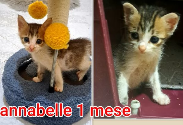 Salvate un gattino! NON IGNORATELI | Foto 6