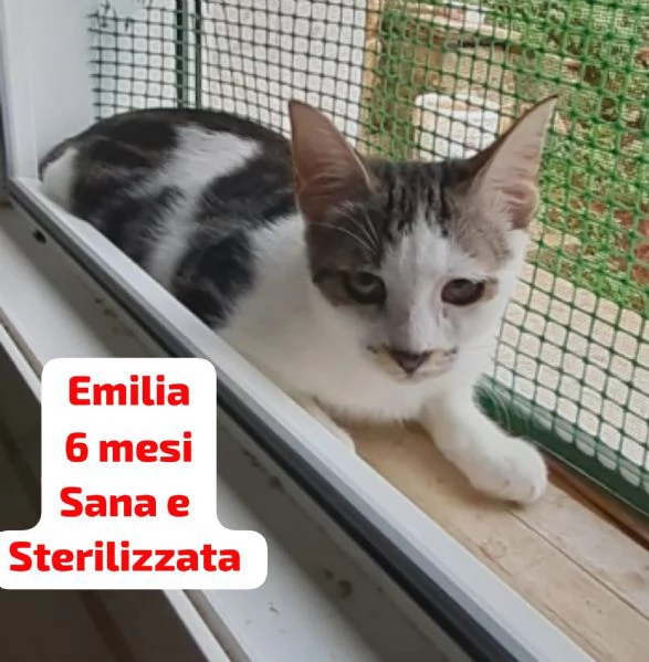 Salvate un gattino! NON IGNORATELI | Foto 6