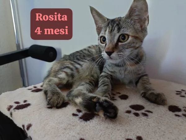 Salvate un gattino! NON IGNORATELI | Foto 4