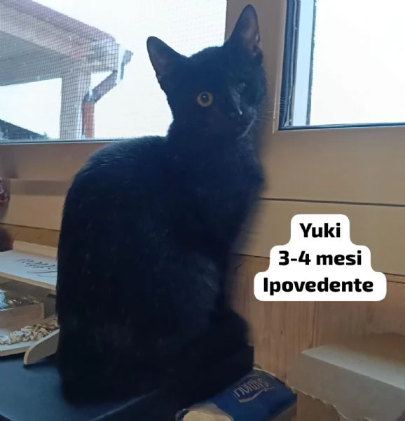 Salvate un gattino! NON IGNORATELI | Foto 4