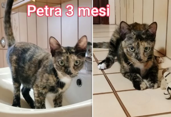 Salvate un gattino! NON IGNORATELI | Foto 1