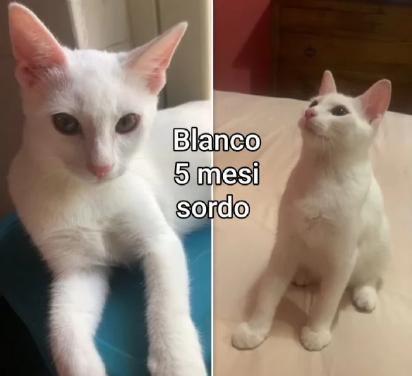 Salvate un gattino! NON IGNORATELI | Foto 0