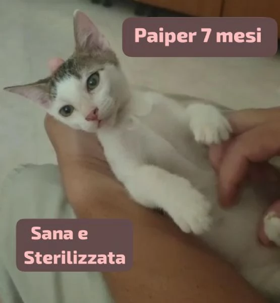 Salvate un gattino! NON IGNORATELI | Foto 1