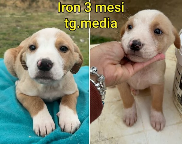 2-3 mesi. Adorabili cucciolini  | Foto 6