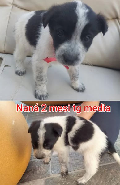 2-3 mesi. Adorabili cucciolini  | Foto 5