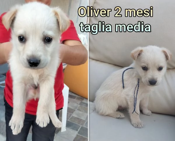 2-3 mesi. Adorabili cucciolini  | Foto 2