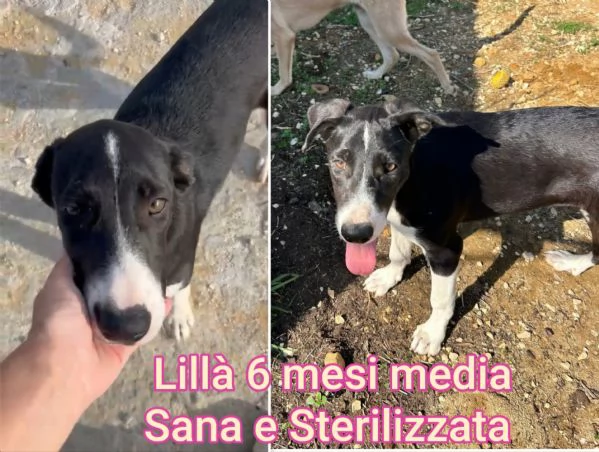 2-3 mesi. Adorabili cucciolini  | Foto 1